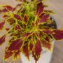 Coleus – FlameThrower™ Serrano – 4.5″ Pot